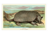 Tatou Armadillo