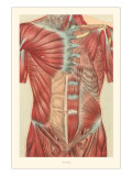 Musculature of the Torso