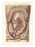 Interior of the Lower Abdomen