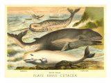 Varieties of Whales