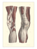 Musculature of the Knee Area