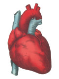 Heart and Major Vessels