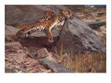 Snow Leopards