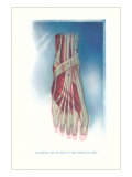 Ligaments and Muscles of Dorsum of Foot