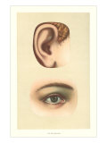 The Ear and Eye