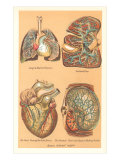 Illustrations of Internal Organs