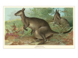 Big Gray Kangaroos
