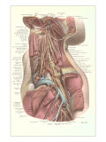neck diagrams review