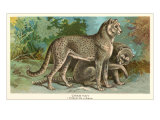 Cheetahs
