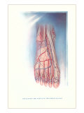 Circulation and Nerves of Dorsum of Foot