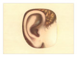 Ear Illustration