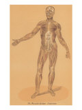 Anterior View of Human Musculature