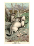 Ermine