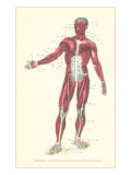 Front View of Superficial Muscles