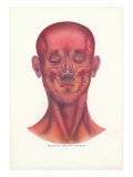 Muscles of the Face and Head