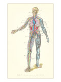 Circulatory System