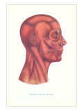 Muscles of the Face and Head in Profile