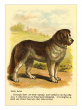 St Bernard