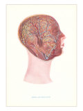 Nerves and Circulation of the Head and Neck