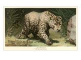 Leopard Stalking