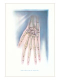 Bones of the Hand
