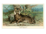 European Lynx