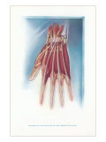 Ligaments and Muscles of Dorsum of the Hand