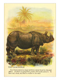Rhinoceros