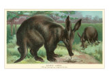 Aardvarks