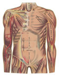 Large Features of the Chest Area