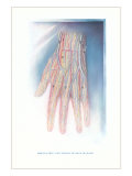 Circulation and Nerves of Dorsum of Hand