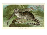 Blotched Genet