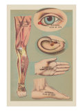 Miscellaneous Anatomical Drawings