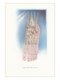 Bones of the Foot