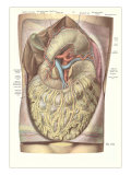 Things in the Thoracic Cavity