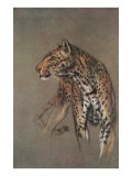 Alert Leopard