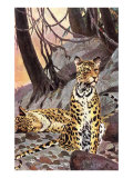 Leopards in the Hills