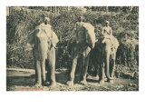 Elephants and Mahouts in Ceylon
