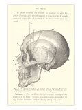 Vintage Illustration of the Skull