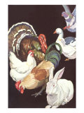 Domestic Barnyard Animals