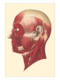 Muscles of the Head and Face