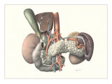 Internal Organs