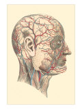 Veins and Arteries of the Face