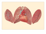 Heart and Lungs