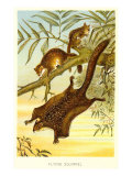 Flying Squirrels