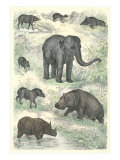 Variety of Mammals