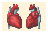 Anterior and Posterior Views of the Heart