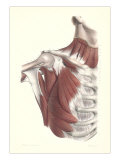 Musculature of the Shoulder Area