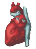 Heart and Major Vessels