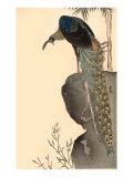 Peacock on Rock Outcropping